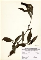 藏品(大葉溲疏)的圖片